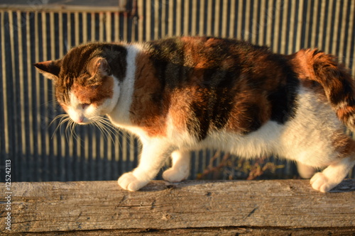Cat Walk photo