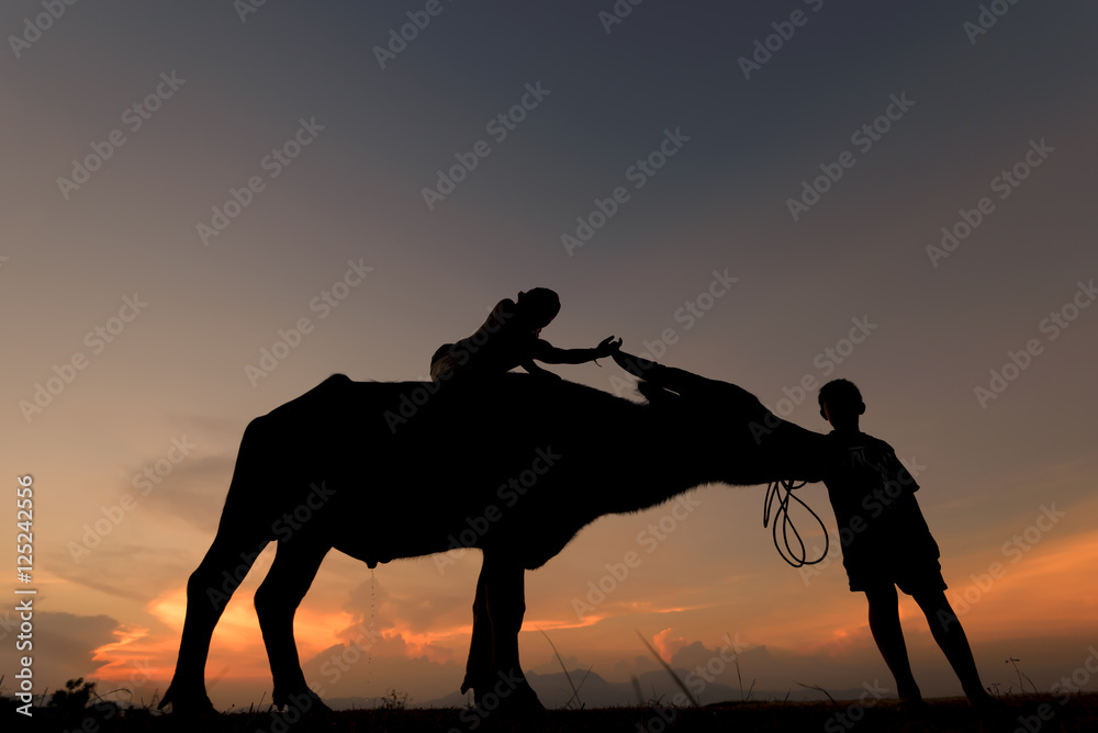 Silhouette of buffalo on sunset . Culture of coexistence of the Children and Buffalo .