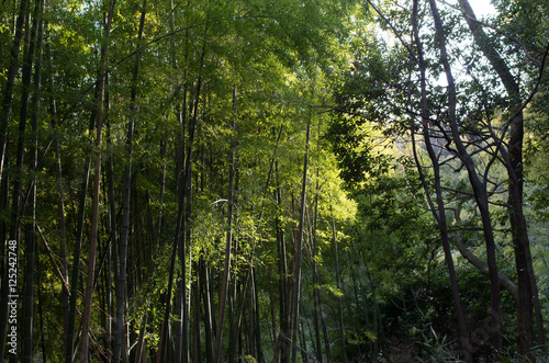竹林 © gikuroya