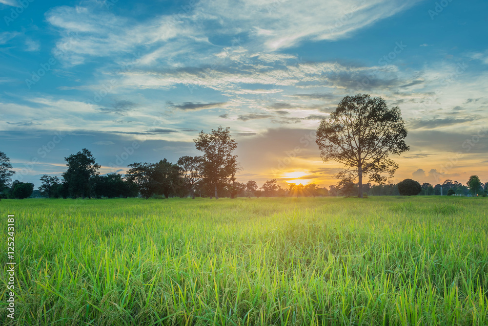 Abstract soft blurred and soft focus the silhouette of the sunset with the paddy rice field and the beautiful sky and cloud in the evening in Thailand. By the beam, light and lens flare effect tone