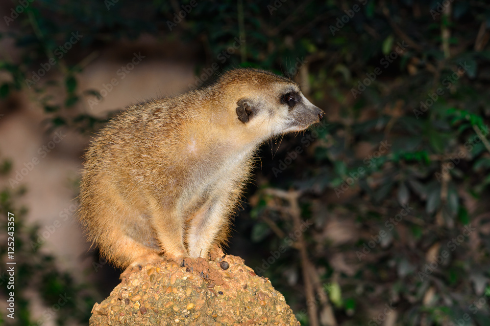 Fototapeta premium Meerkat (Suricata suricatta)