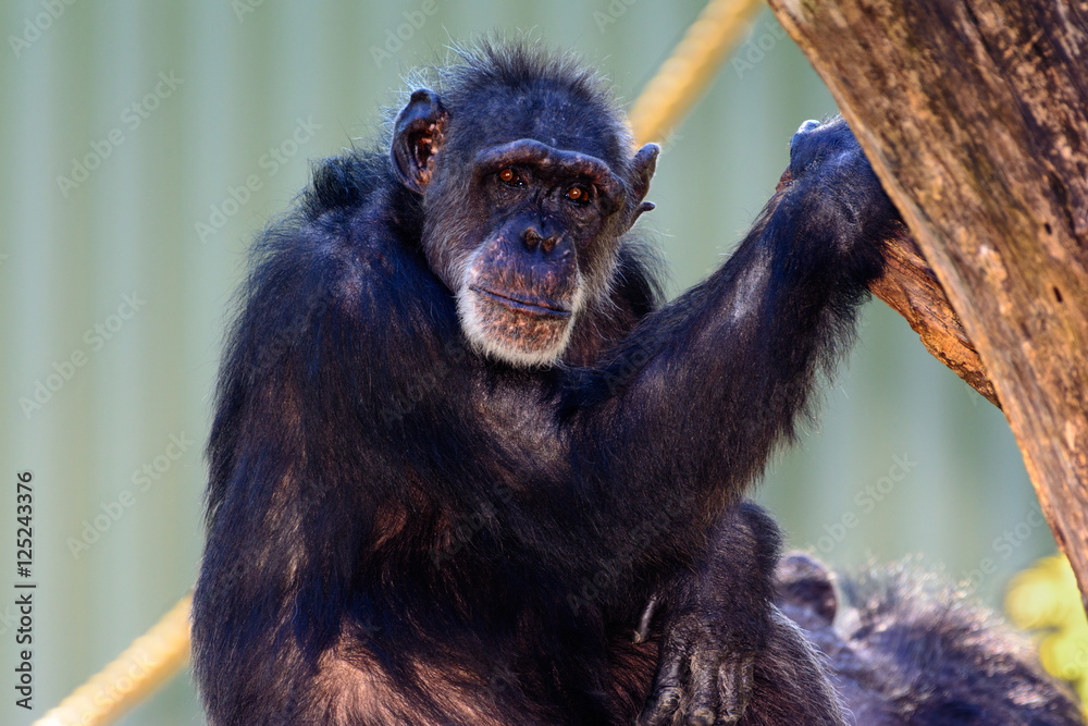 Fototapeta premium Elder Chimpanzee (Pan troglodytes) sitting on a branch