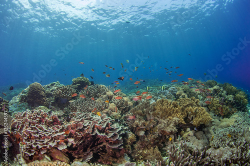 Coral reef and colourful fish