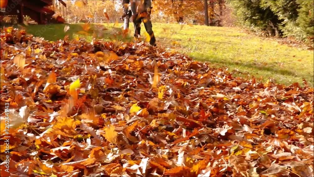 Leaf blower in action blowing fallen leaves into a pile in front of camera