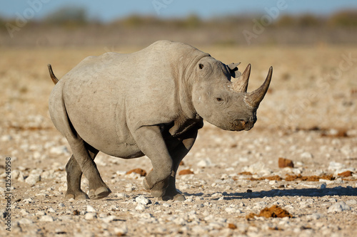 A black rhinoceros  Diceros bicornis  in natural habitat  Etosha National Park  Namibia.
