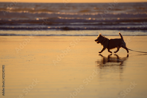 Silhouette of a small dog strolling on the beach at sunset
