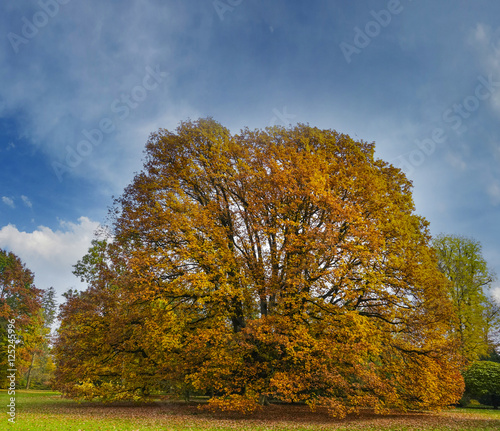 autumnal landscape with big tree