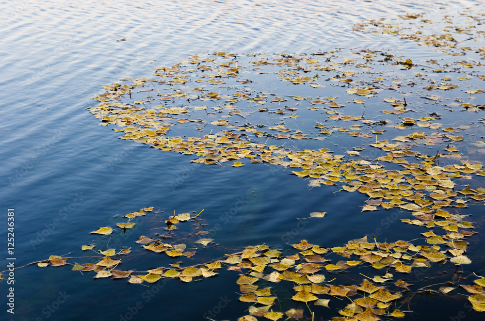 Autumn leaves on the dark water Autumn leaves on the dark water