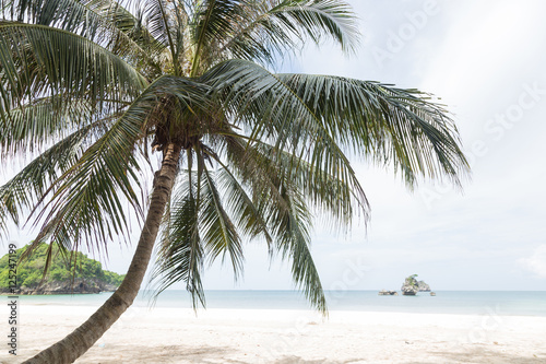 Coconut trees at the beach.