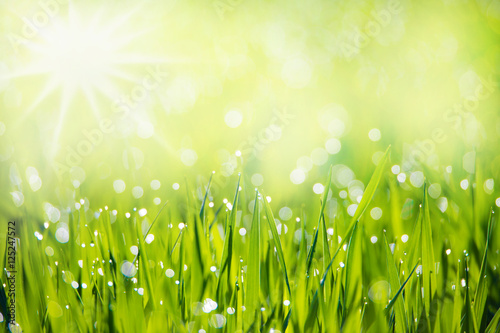 Fototapeta Naklejka Na Ścianę i Meble -  
A green meadow with morning dew
