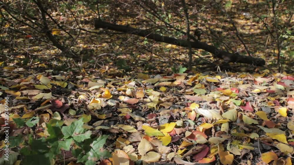 go on fallen leaves/go through yellow leaves in autumn child go on fallen leaves/go through yellow leaves in autumn child