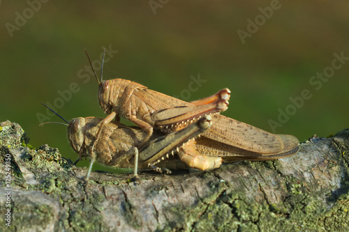 Egyptian locust (Anacridium aegyptium) coupling in an Italian garden   © saccobent