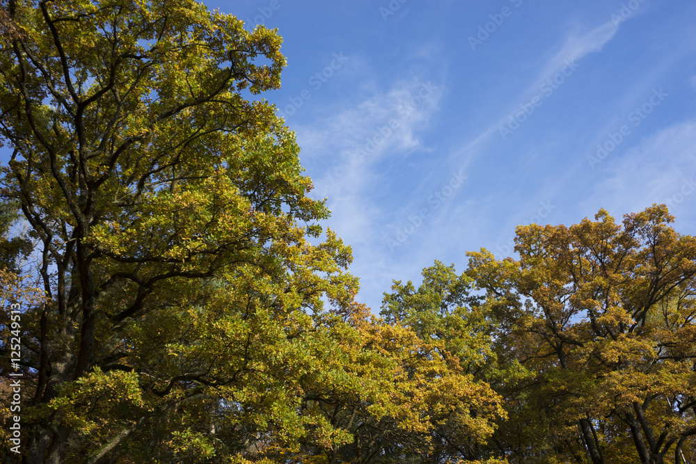 Herbstliche Baumkronen vor einem blauen Himmel an einem schönem Herbsttag
