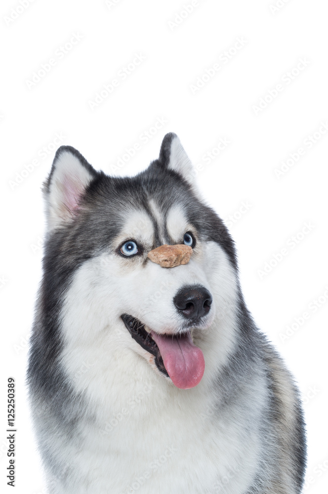 Cute Fluffy Siberian Husky dog with dog treat