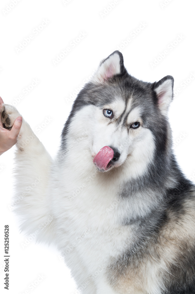 Hand giving dog teat to Cute Fluffy Siberian Husky dog