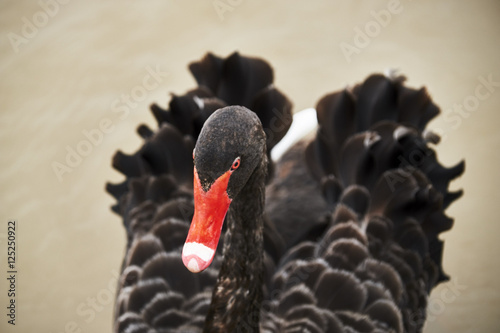 BlackSwan photo