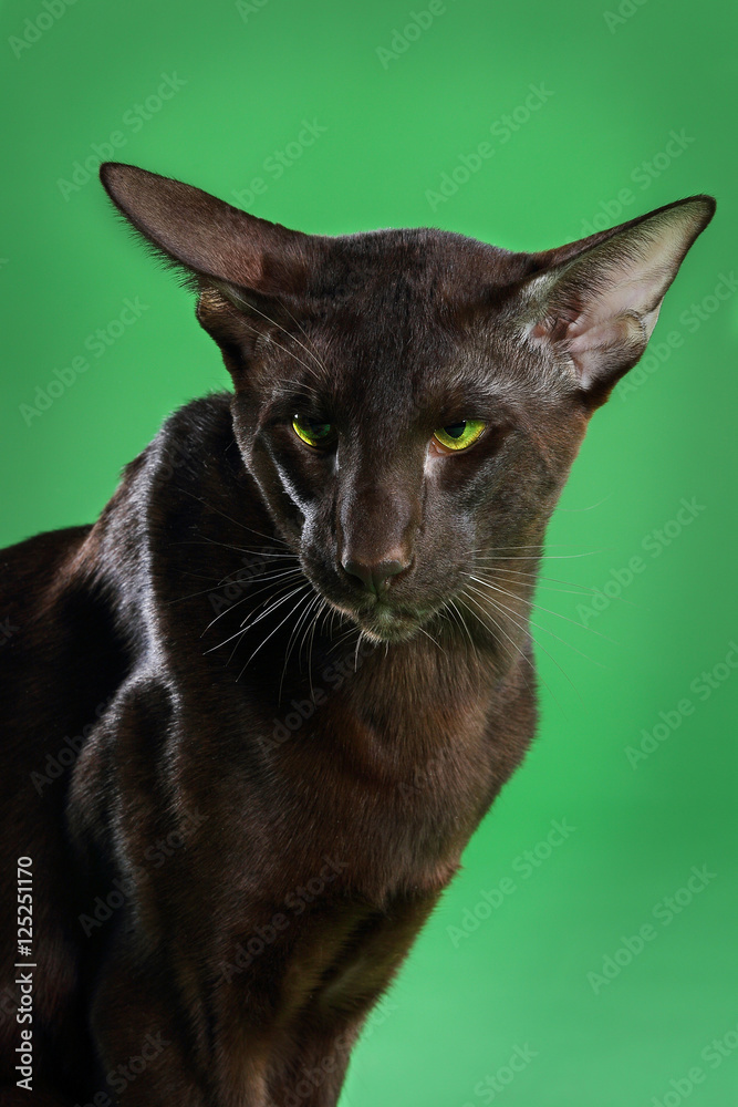 Cat brown Siamese Oriental Shorthair with green eyes, green background