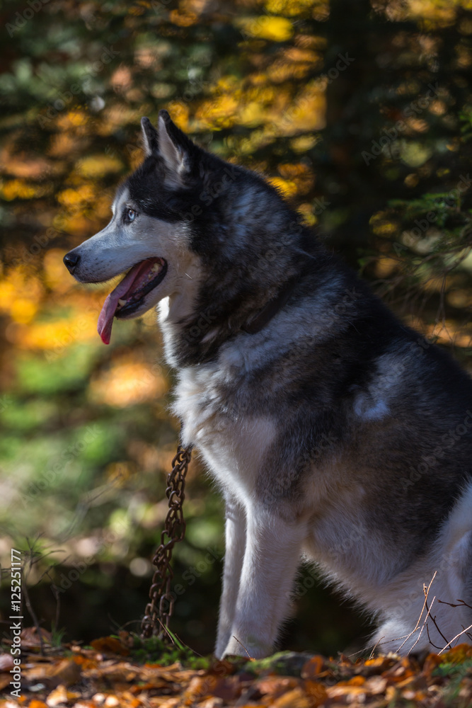 Malamute de l'Alaska Malamute de l'Alaska