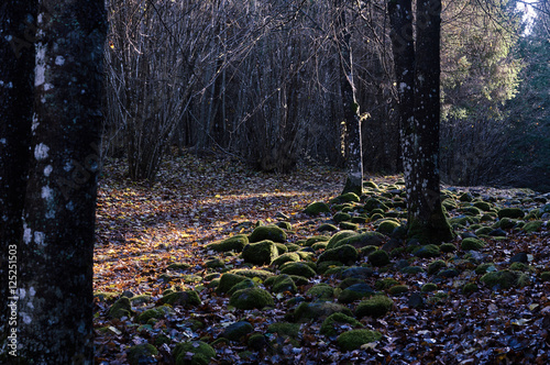 stone path in the forest