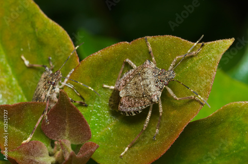 Brown marmorated stink bug (Halyomorpha halys) agricultural pest – italian cimice asiatica 