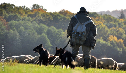 Schäfer mit seine Schafherde und den Hunden in herbstlicher Landschaft photo