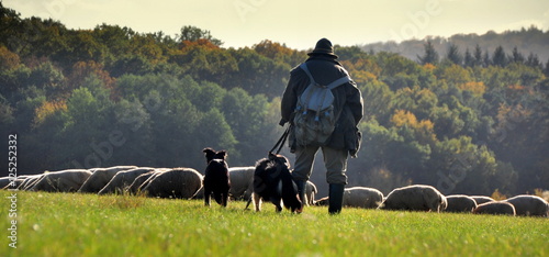 Schäfer mit seine Schafherde und den Hunden in herbstlicher Landschaft photo