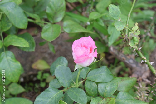 Beautiful of Pink Rose.