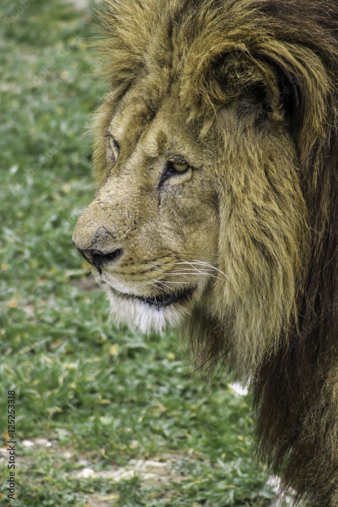 tête du lion fixant une proie