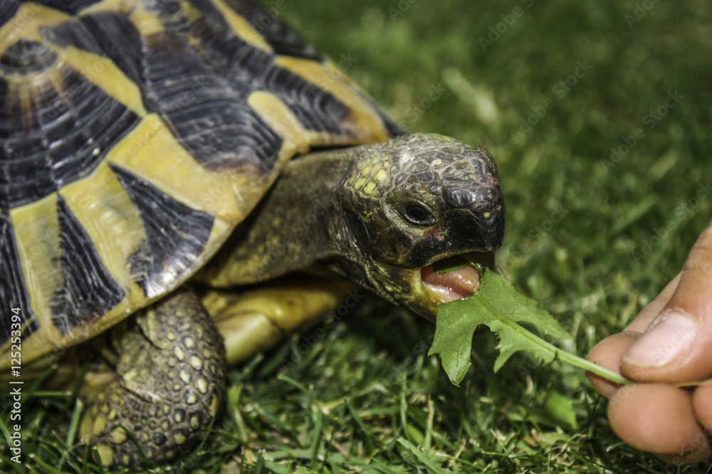 tortue mangeant de l'herbe