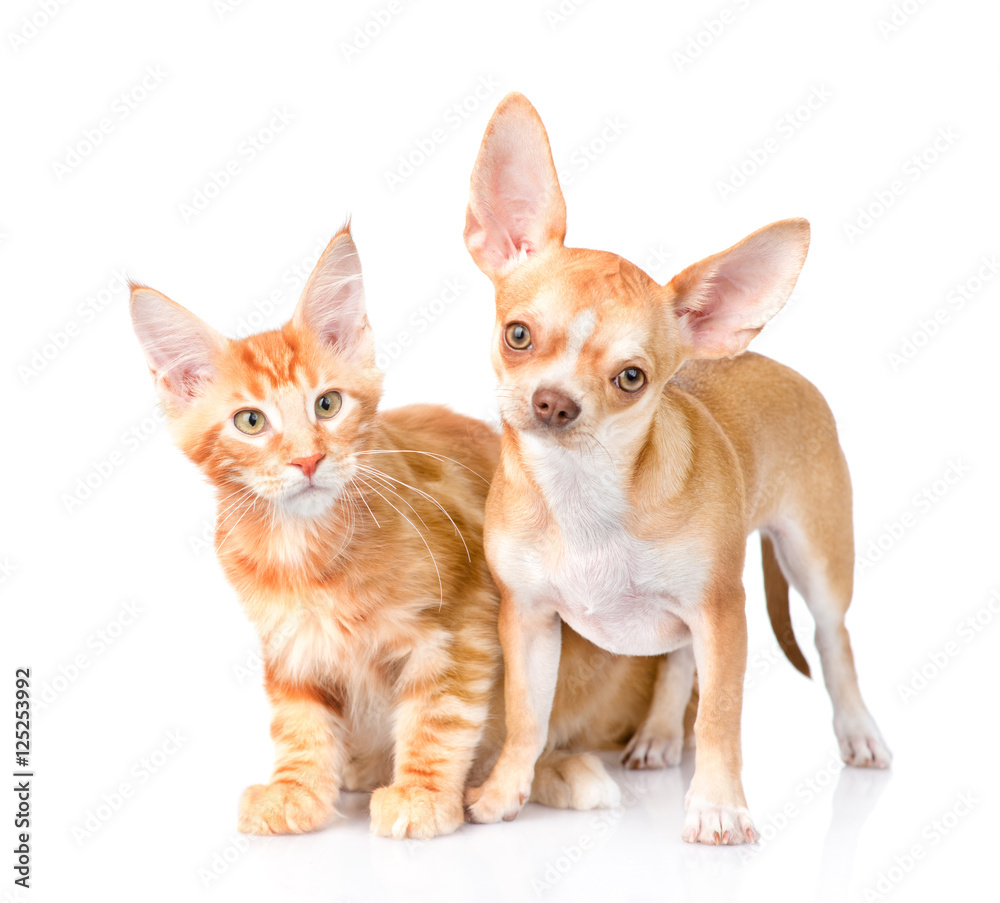 Tiny chihuahua puppy and maine coon cat looking at camera. isolated on white