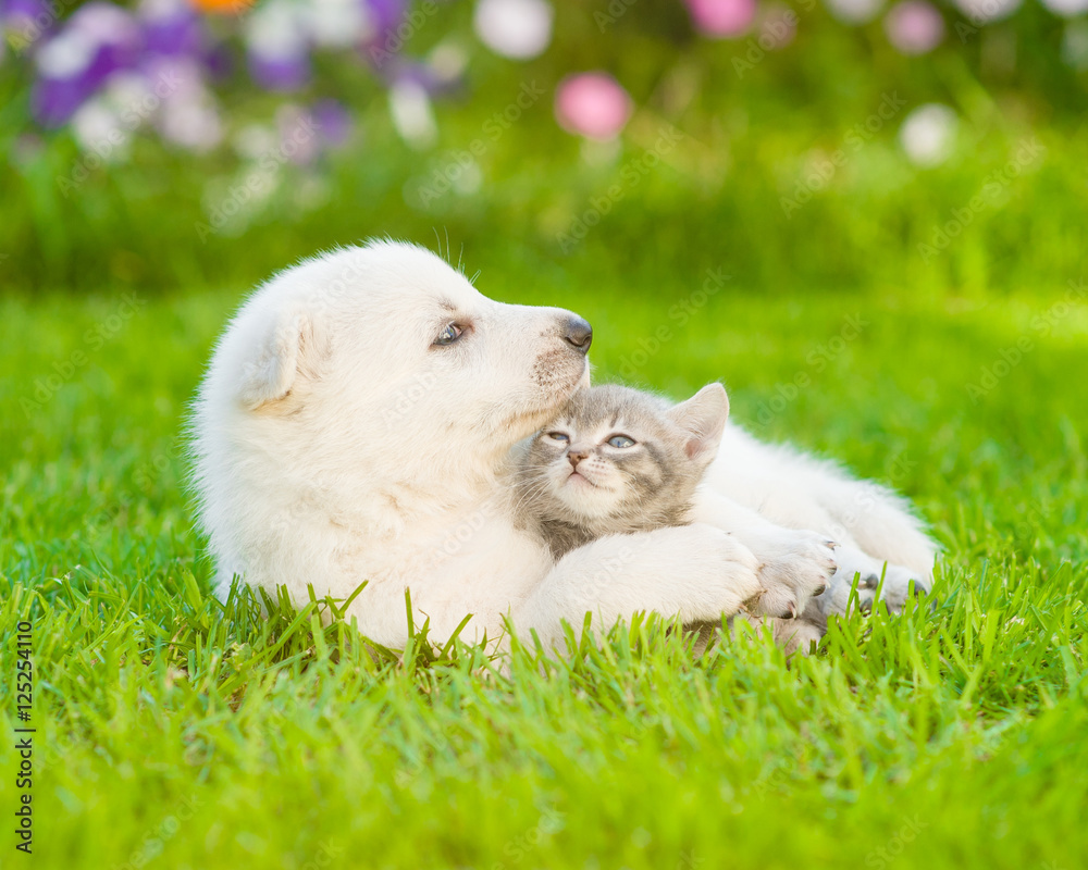 puppy hugging a kitten on the green grass puppy hugging a kitten on the green grass