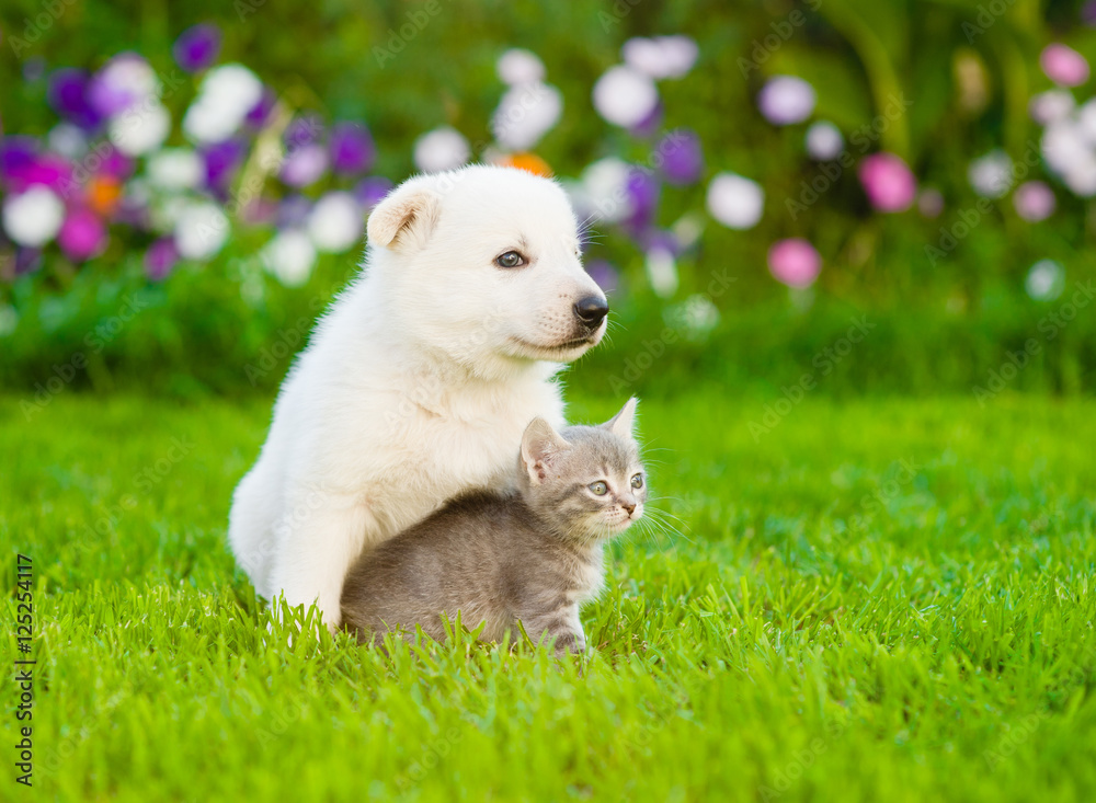 friendly puppy hugging a kitten on a summer lawn friendly puppy hugging a kitten on a summer lawn