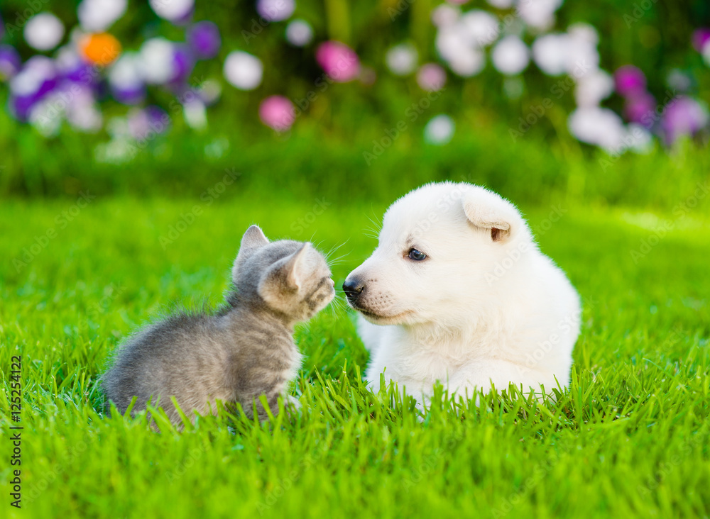 kitten sniffing White Swiss Shepherd`s puppy on green grass