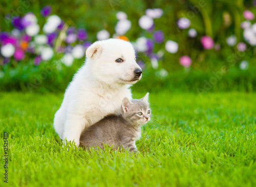 friendly puppy hugging a kitten on a summer lawn © Ermolaev Alexandr