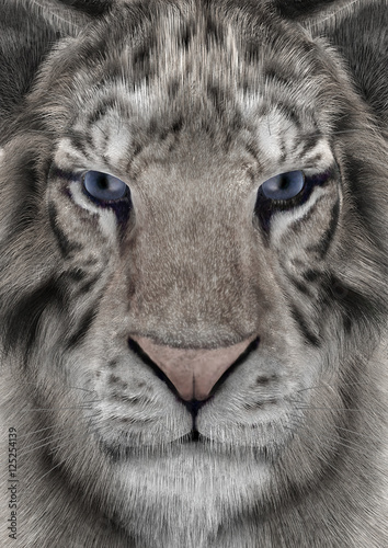 Fototapeta Naklejka Na Ścianę i Meble -  3D Rendering White Tiger