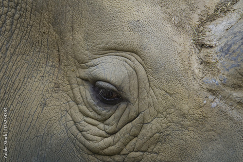 rhino eye close up