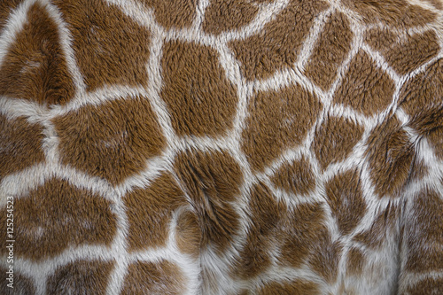 Canvas Print giraffe in detail - texture