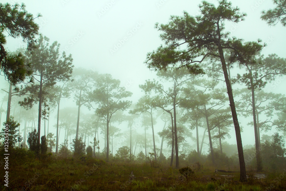 Foggy forest and Forested mountain slope in low lying cloud - obrazy, fototapety, plakaty 