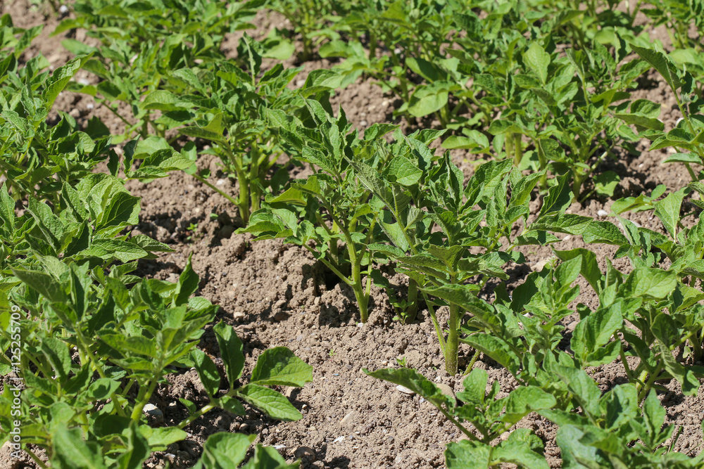 Pommes de terre Pommes de terre