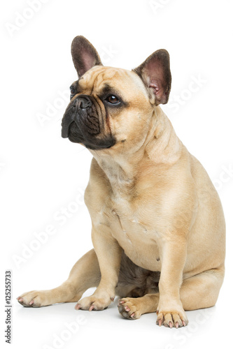 Beautiful french bulldog dog © svetography