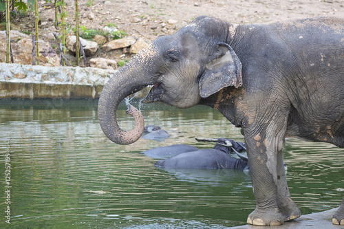 Asian elephant or Asiatic elephant (Elephas maximus) drink water