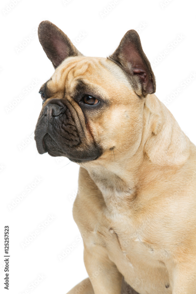 Obraz premium Beautiful french bulldog dog