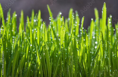 Photo Green shoots wheat in dew