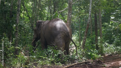 back view of an elephant scratching his left side against a tree photo