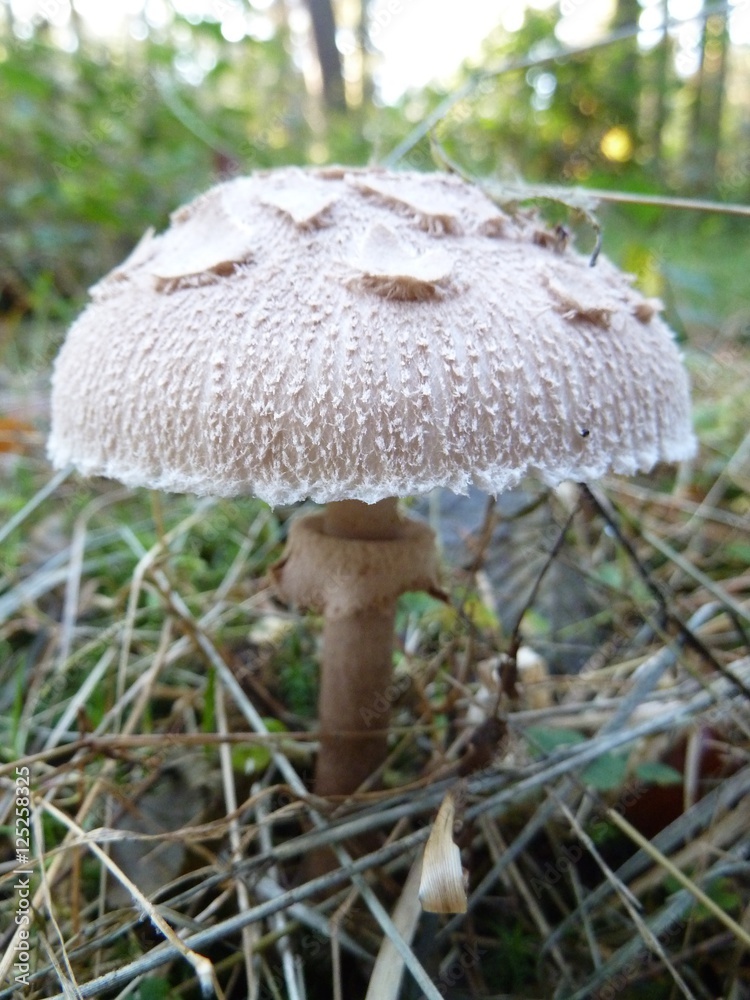 Wald Wald