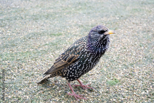 Common Starling (Sturnus vulgaris), also known as the European Starling or just Starling