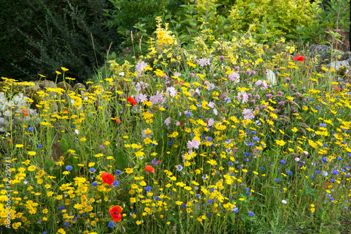 The Wildflower Corner