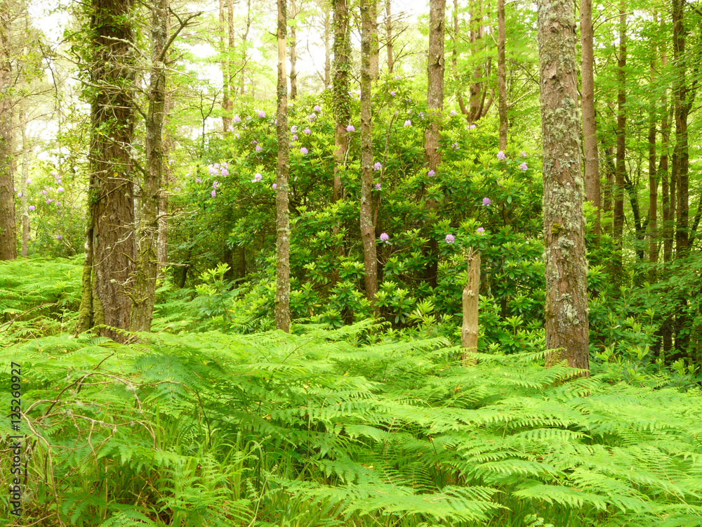 Fototapeta premium Irland, Killarney