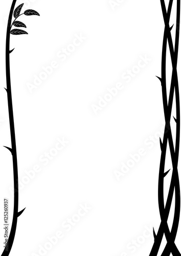 branch of rose