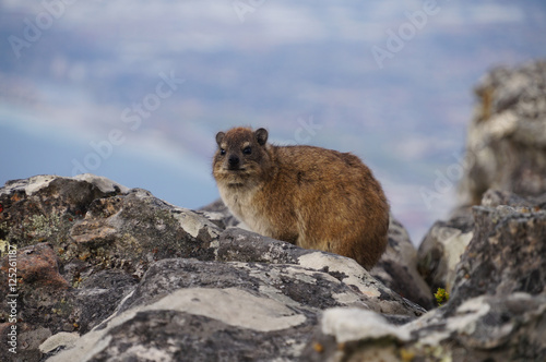 Rock dassie, on Table Mountain, Cape Town, South Africa.